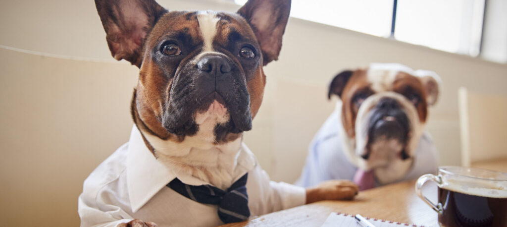 Pet Day nas Empresas: Veja Como Organizar e Quais os Benefícios